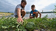 Meloun u jezera Milada v severních echách. Z anomálie se moná stane za pár...