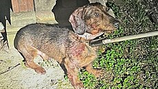 Seniorku v �erno�icích pokousal její vlastní jezev�ík. S tr�nými ranami na...