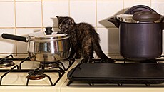 ilustra�ní snímek