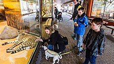 Dvorská zoo ukázala dv nové gepardí samice pi komentovaném krmení (29.3.2024).
