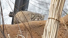 �editel pra�ské zoo Miroslav Bobek p�edstavil novou expozici Gobi. Na snímku...