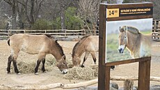 editel praské zoo Miroslav Bobek pedstavil novou expozici Gobi (21. bezna...