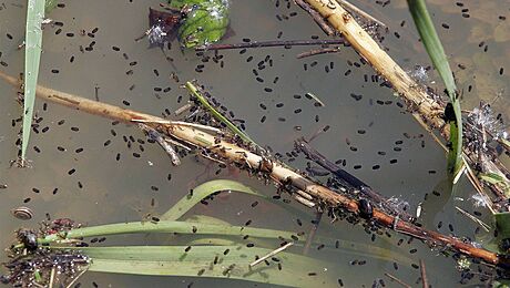 Komáí larvy v zatopené tni. (ilustraní snímek)