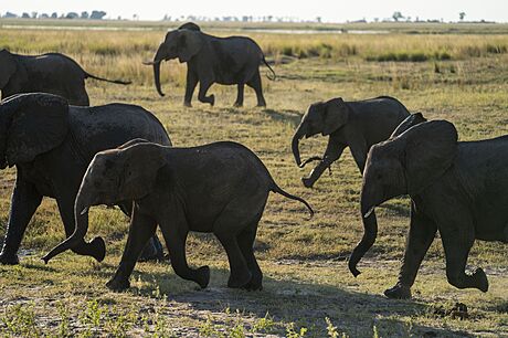 V Botswan ije skoro tetina vech slon Afriky. V 60. letech tam mli deset...