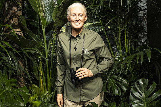 Slavná primatoloka Jane Goodallová, která ve stedu oslavila 90. narozeniny, v...