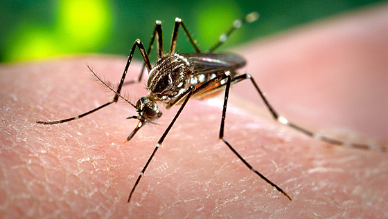 Komár letos bude málo, sucho nemá obdoby. Ilustraní snímek
