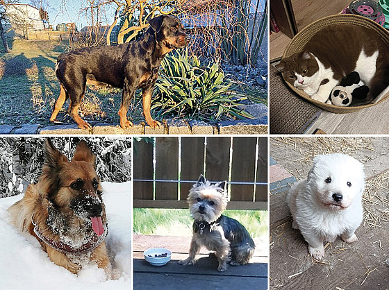 Toto jsou nejroztomilej�í mazlí�ci b�ezna. První t�i se mohou radovat z gurmánského krmiva od Mountfieldu.