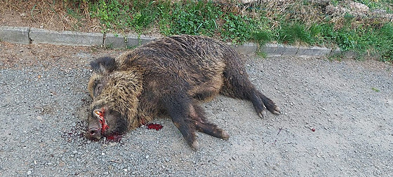 Policisté zastelili agresivního divoáka. který na Plzesku napadl a ván...