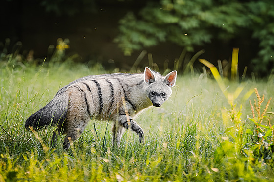 V Zoo Dvůr Králov© nad Labem se poprv© v ÄR narodila tři mláÄata hyenky hřivnat©