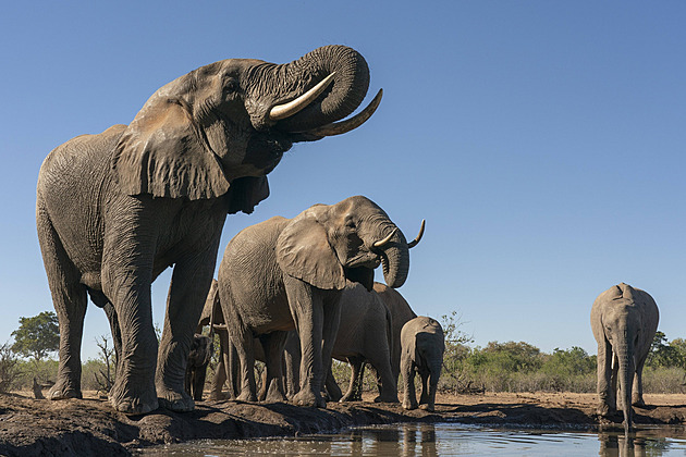 Botswana hrozí, že do Německa pošle dvacet tisíc slonů. Vadí jí politika Zelených