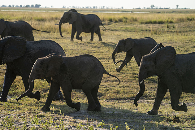 ANALÝZA: Bude po Německu běhat 20 tisíc slonů? Afrika už má Západu dost