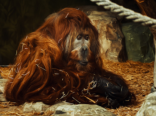 Ústecká zoo uspala orangutana Ferdu, druhého nejstaršího samce na světě