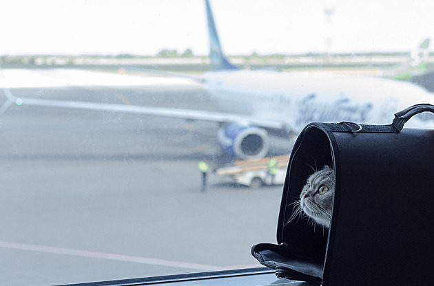 American Airlines zmírňují pravidla pro cestování s mazlíčky. Cena zůstává