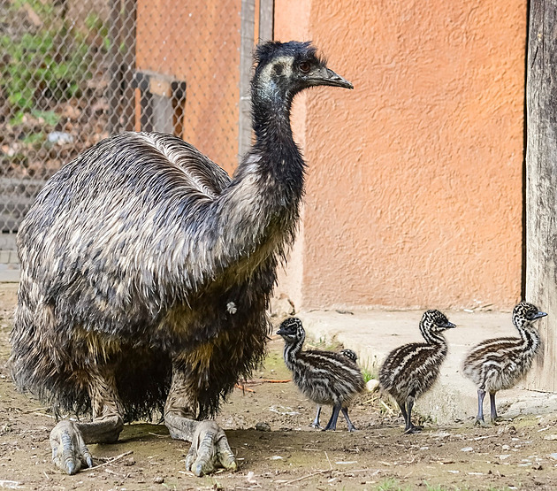 Chovatele v jihlavské zoo tí erstv narozená tyata emu hndých.