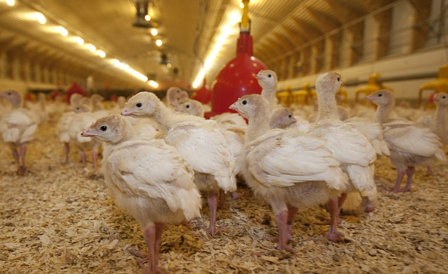 Popáleniny, nemoci, hlad. Obránci zvířat kritizují špatné podmínky chovu kuřat