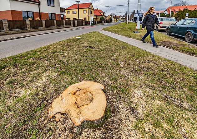 Kácení strom v hradecké ulici Na Drahách vzbudilo nevoli na sociálních sítích....