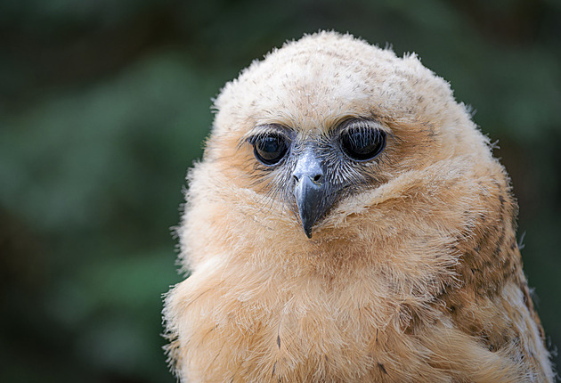 Pražská zoo jako první na světě rozmnožila africkou sovu, která se živí rybami