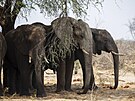 Botswana zakázala lov slon kvli klm v roce 2014, po tlaku obyvatelstva ale...