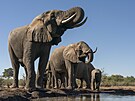 V Botswan ije podle posledních statistik asi 130 tisíc slon.