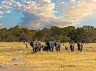 V souasnosti úady v Botswan stanovují roní kvóty pro lov slon. I pesto...