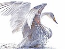 Bronzem porota ocenila fotku bílé labut Jouniho Eroly. Je poetická, pesto...