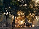 A takto se zajistit potravu snaí sloni v zimbabwském národním parku Mana...