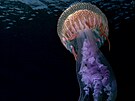 Své fotce medúzy dal Giovanni Crisafulli název Svtlo ve svtle velmi píhodn....