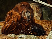 Zemel orangutan Ferda, byl nejstarím samcem v Evrop. (5. dubna 2024)