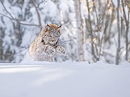 St�íbrný snímek z té�e sekce nás poté p�ená�í docela jinam, do sn�hem zavátých...