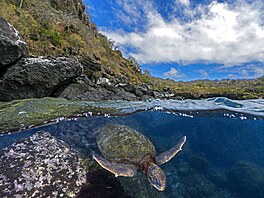 Tom Shlesinger se pro svou fotku, která získala t�etí místo, vydal a� na...