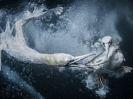 Celkové vít�zství si v sout�i, které se podle organizátor� ú�astnily tisíce...