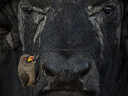 Druhé místo oné kategorie obsadil snímek z Keni, na n�m� Lakshitha...