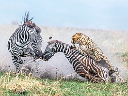 Drama pulzuje i fotkou Alexe Brackxeho z ke�ského parku Maasaj Mara. Vít�z...