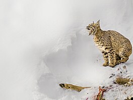 I st�íbrná p�í�ka upomíná na syrovost �ivota v divoké p�írod�. Elizabeth...