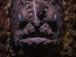 Tato tvá�, která jako by p�iplula z prehistorie, pat�í �asovité ryb� s názvem...