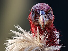 Bronzový portrét pat�í zakrvácenému supu himalájskému, Partha Roy na�el...