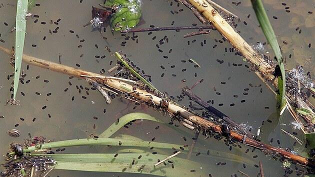 Komáí larvy v zatopených místech v Rohatci