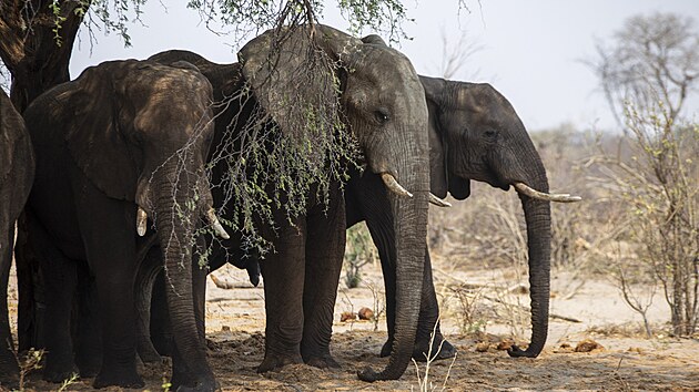 Botswana zakzala lov slon kvli klm v roce 2014, po tlaku obyvatelstva ale tento zkaz o pt let pozdji zruila.