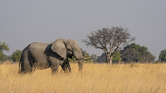V Botswan ije podle poslednch statistik asi 130 tisc slon.
