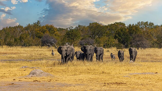 V souasnosti ady v Botswan stanovuj ron kvty pro lov slon. I pesto ron jejich poet stoup zhruba o 6000 kus.