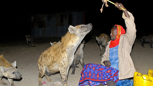 Harar hyeny