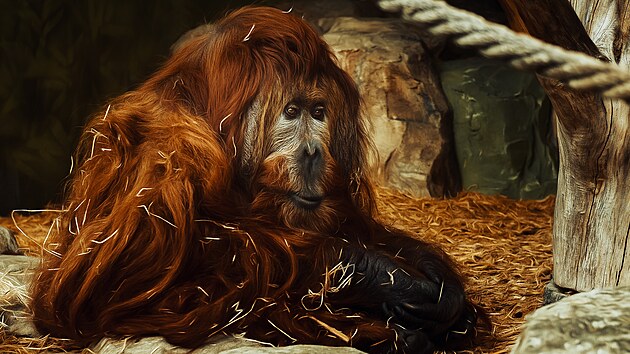 Zemel orangutan Ferda, byl nejstarm samcem v Evrop. (5. dubna 2024)