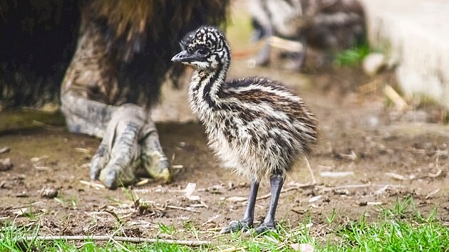 Chovatele v jihlavsk zoo t erstv narozen tyata emu hndch.