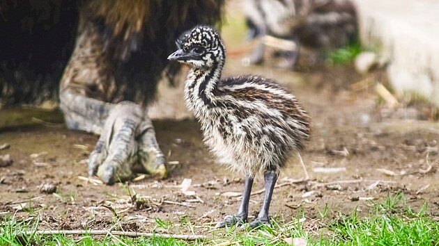 Chovatele v jihlavsk� zoo t�� �erstv� narozen� �ty��ata emu hn�d�ch.