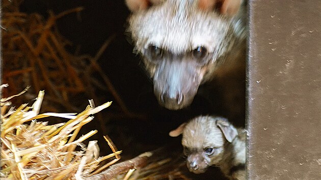 Samice hyenky hivnat s mldtem vykukuj z porodn boudy, je to prvn snmek jednoho z mlat. (2. dubna 2024)
