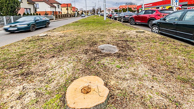 Kcen strom v hradeck ulici Na Drahch vzbudilo nevoli na socilnch stch. (26. nora 2024)