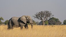 V Botswan ije podle posledních statistik asi 130 tisíc slon.