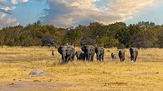 V souasnosti úady v Botswan stanovují roní kvóty pro lov slon. I pesto...