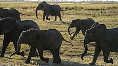 V Botswan ije skoro tetina vech slon Afriky. V 60. letech tam mli deset...