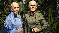 Slavná primatoloka Jane Goodallová, která ve stedu oslavila 90. narozeniny, v...